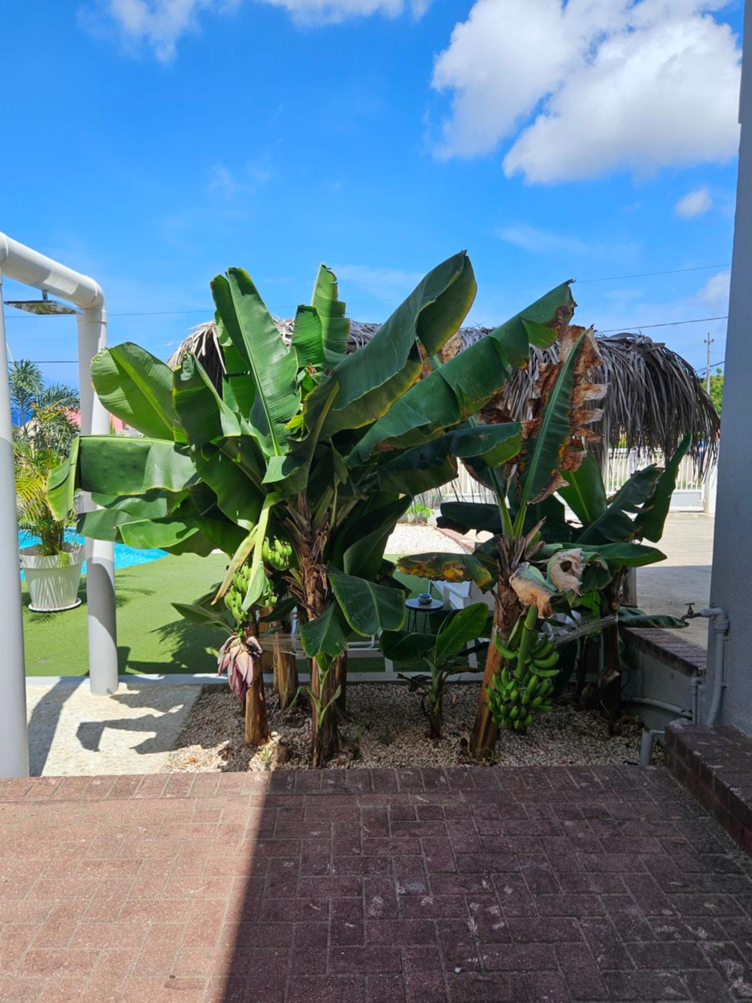 Villa Raven'S Paradise วิลเลมสตัด ภายนอก รูปภาพ
